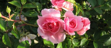 Busca al amigo con horas para vivir